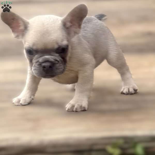 Bandit, French Bulldog Puppy
